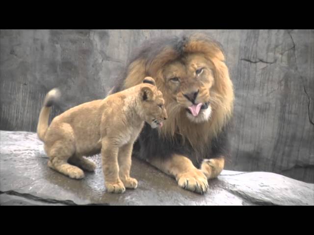 Lion cubs meet dad