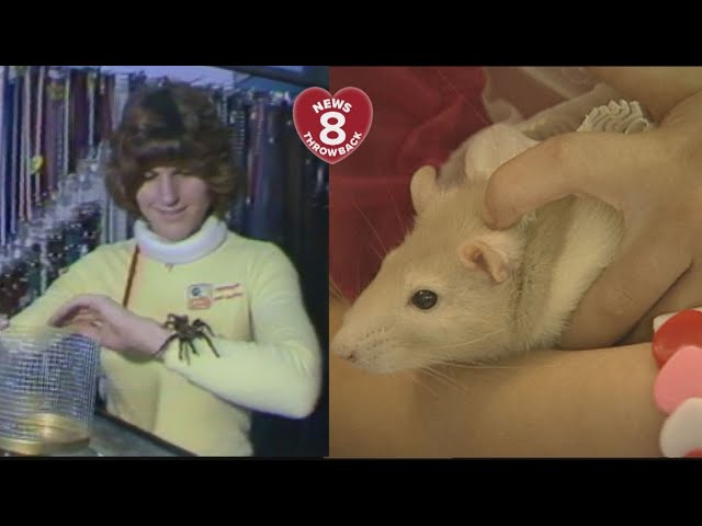 Valentine's Day Throwback-- tarantulas and rats!!