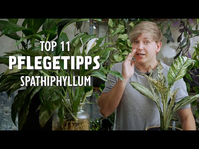 So blüht dein Einblatt 😲 Die TOP 11 Pflegetipps für dein Spathiphyllum!