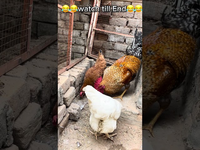 🤣🤣So funny Hen’s😂😂 Please Subscribe for more videos Thanks