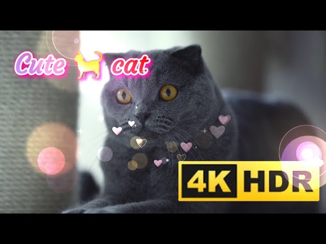 cute cats-(4k 60fps) #4k #60fps #cat