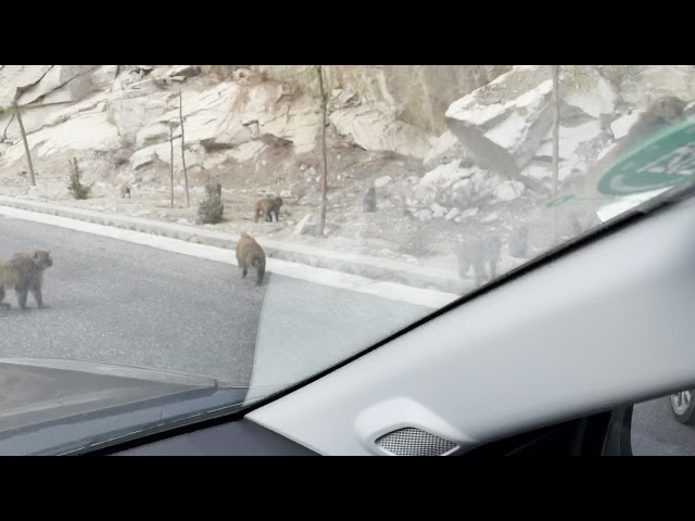 Tibet's Yarlung Zangbo River-Dagu Canyon-Wild Tibetan Macaques