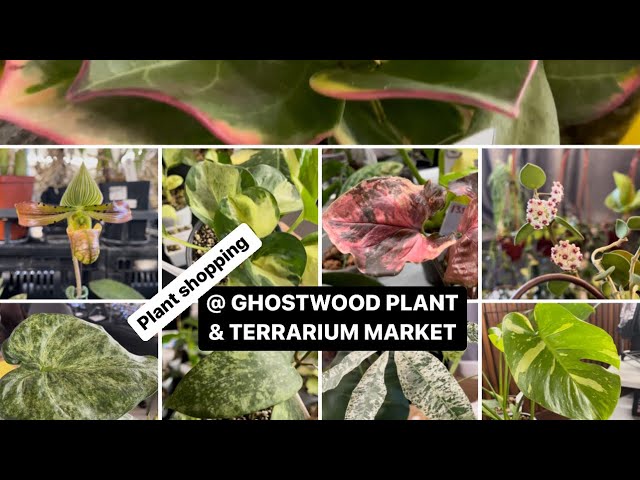 Plant shopping @ GHOSTWOOD PLANT & TERRARIUM MARKET ( Rare HOYA and uncommon houseplants)