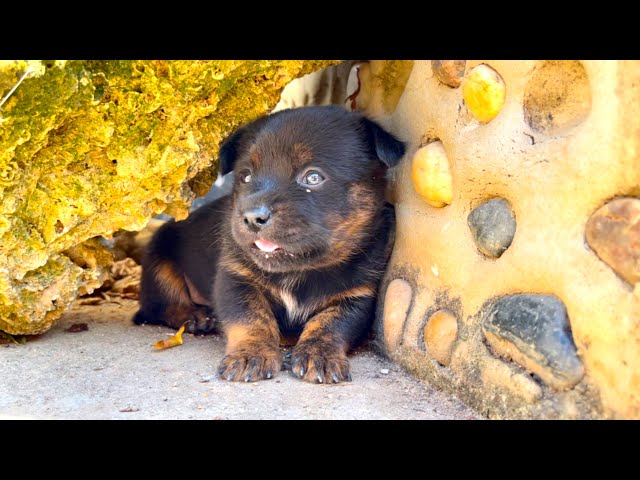 Shocking! The pup I raised with a bottle 🍼 turned out to be an adventure expert! 😁❤️👍