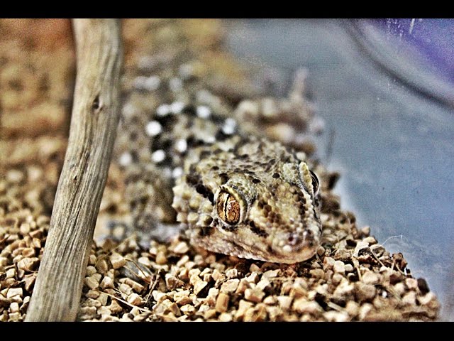 Reptile/Amphibian Room  December 2014 (Full HD)