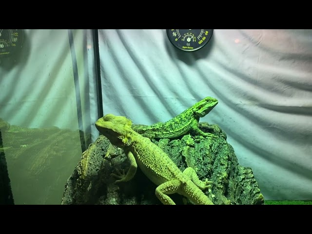 Bearded Dragon Lew is doing his Head Scrunches #dragonyodha #funny #funnyvideo