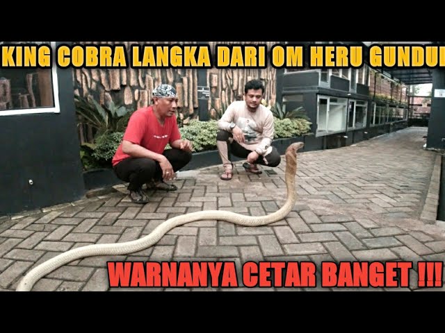 GOLDEN KING COBRA PEMBERIAN OM HERU GUNDUL UNTUK JODOH GARAGA