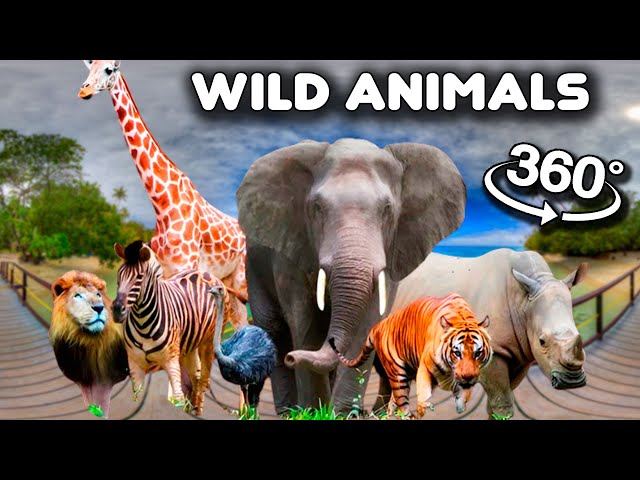 Wild Animals | Learn wild animals names in 360° VR