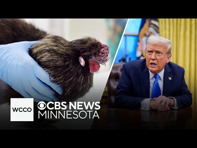 Bird flu, wolf tracking programs in question during Trump federal funding freeze | Talking Points