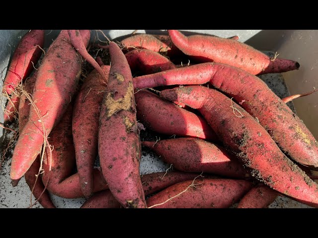 Sweet potato Harvest/newly planted seedlings/upset squirrel/another farm fresh egg