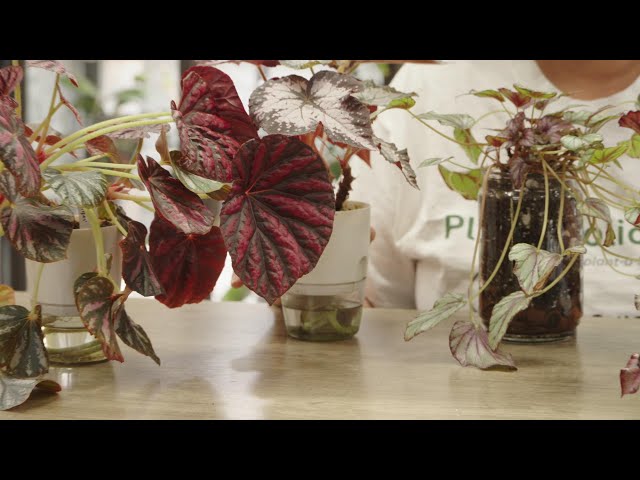 Begonia Plant Care Made Easy: Watering, Light & Propagation Tips!