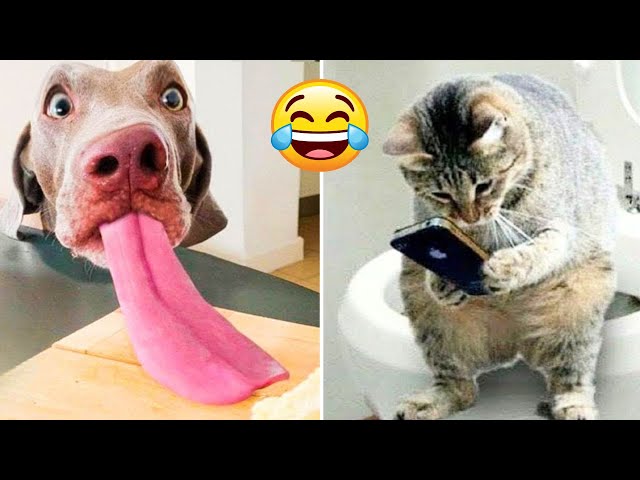 Funny Dogs And Cats Videos 2023🤣😹 Funny Animals😉 Wholesome Moments #11