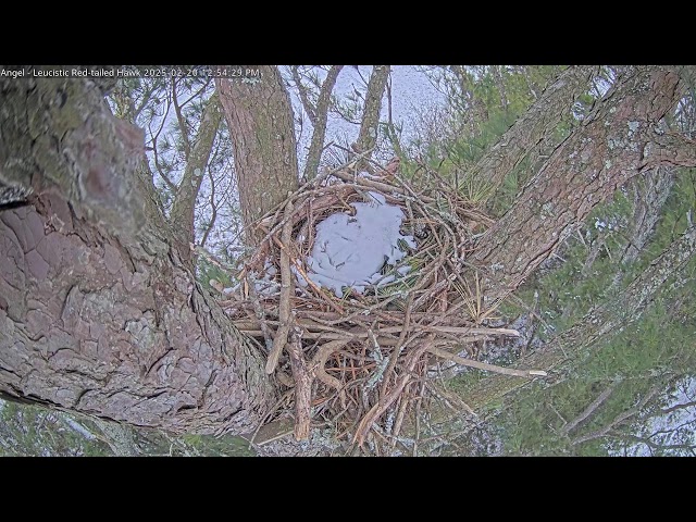 Angel the Leucistic Red-tailed Hawk is back! | Chat Enabled