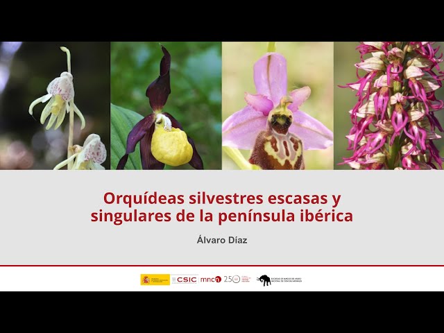 Orquídeas silvestres escasas y singulares de la península ibérica por Álvaro Díaz