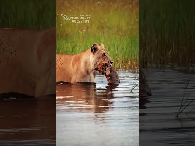 Little Lion Cub Swims Across River Following Its Mother