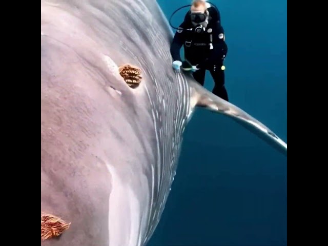 Ocean Guardians: Divers Help Whales by Removing Barnacles#whale #rescue #seadivers #ocean animallife