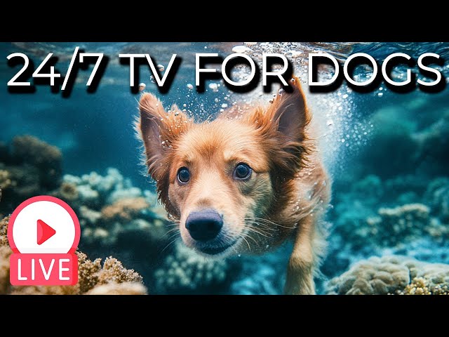 🔴 [LIVE] 24/7 Relaxing Videos for Dogs with Soothing Music