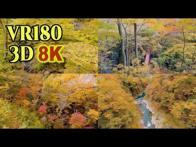 [8K VR180 3D ] 国指定名勝「吾妻峡」の紅葉 Autumn leaves at Agatsuma-kyo Valley,Gunma,Japan