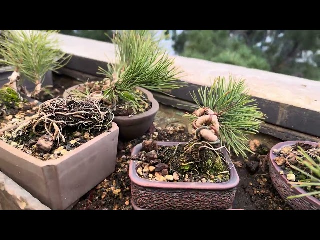 Patricia O'Connor, The Bonsai Balcony: Winter work.