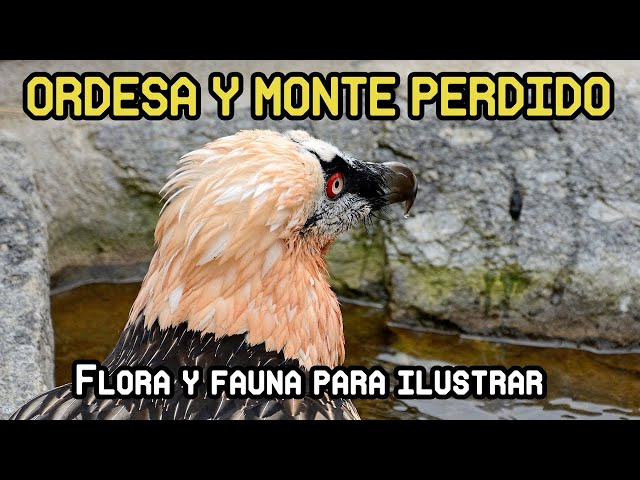 🗻 Ordesa y  Monte Perdido - 🦅 Fauna y 🌲 Flora para ilustración científica