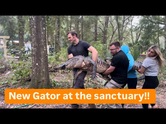 New Gator at the sanctuary!