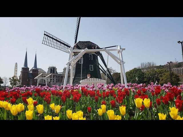 VR: Walking arround at a beautyfull tulipfield   -Huis ten bosh (Nagasaki)