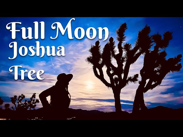 Full Moon in Joshua Tree | scenic vistas | ASMR