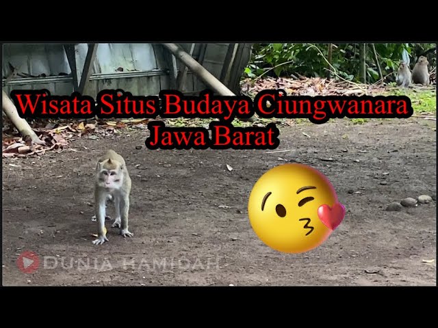 Wah banyak monyet !! Wisata Situs budaya ciungwanara jawa barat #ciungwanara