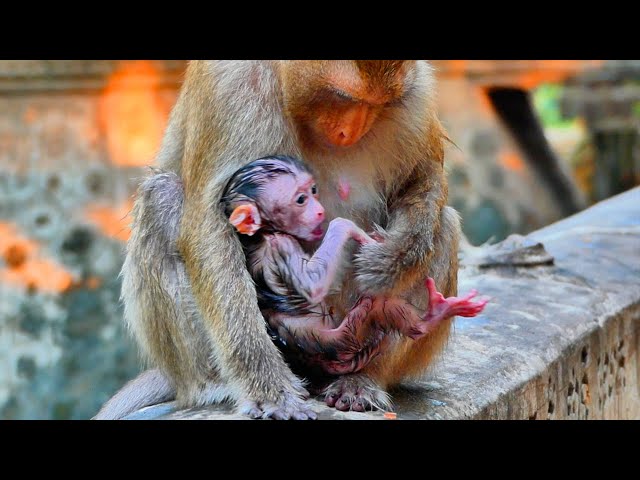 Adorable baby tiny monkey JESSY make a cute face