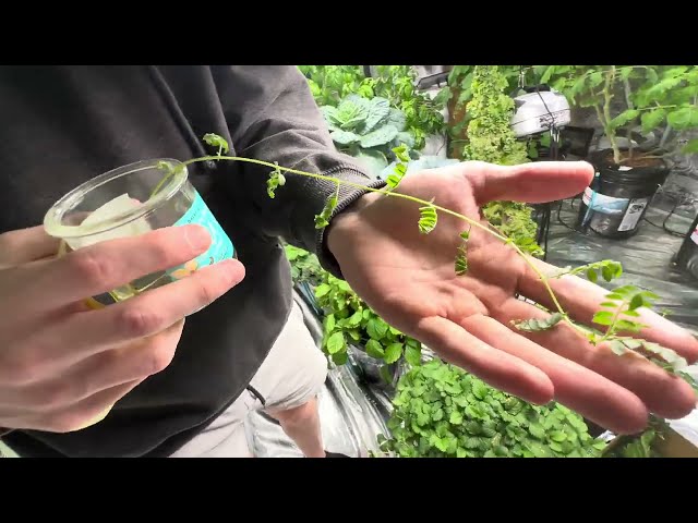 How to grow chickpea indoors hydroponically. Documenting Golden Dragon garbanzo bean. day 1