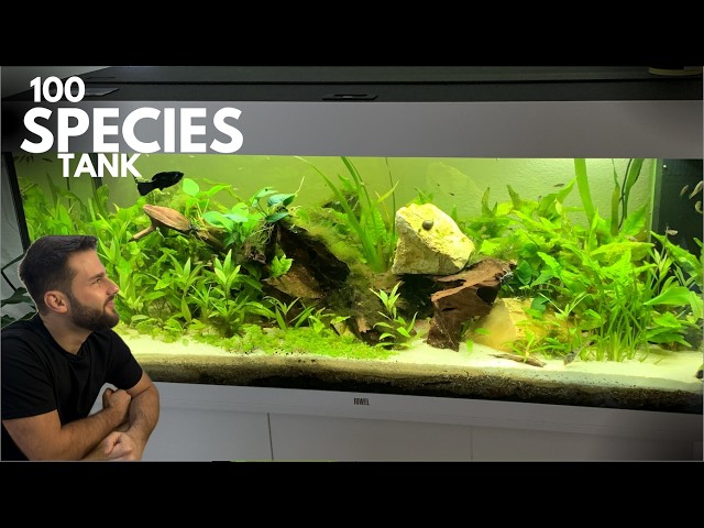 The 100 SPECIES Ecosystem Aquarium: Aquascape Tutorial and adding Guppies, Nerites, Plants & More