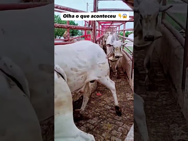 Voce viu? #trator #pecuarista #funny #agro #memes #horse #farmlife #farming #lifestyle #interior