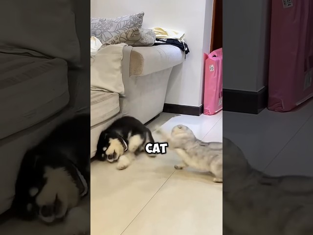 Poor Puppy Gets Bullied by Cat 😭