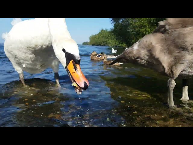 🇮🇪🦢 MUTE SWAN FAMILY🦢YOUNG CYGNETS🐤MALLARD DUCKS🦆GULLS🕊LOUGH NEAGH IRELAND💧#magacute💧LIKE👍subscribe🙏