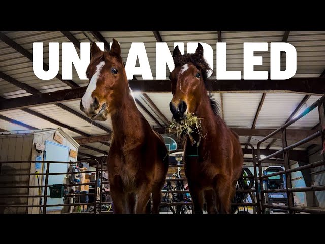 UNHANDLED Horses! “To Buy Or Not To Buy?”