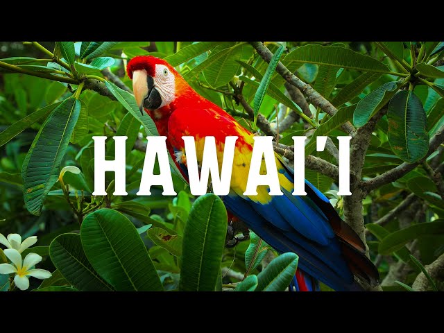 Hawaii in 8K | HDR 60FPS