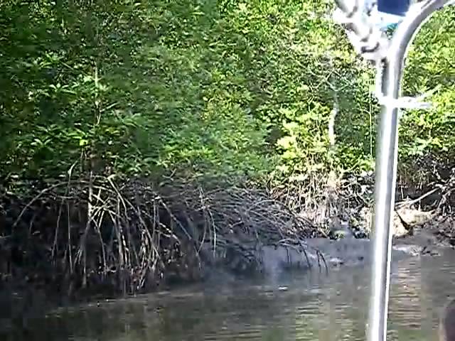 Mangrove tour at langkawi,malaysia