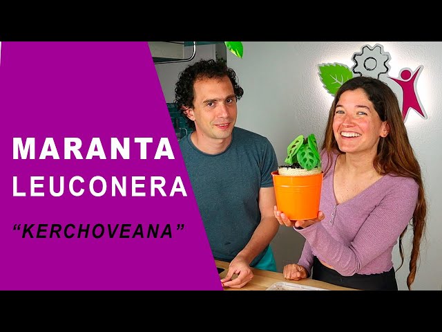 Cuidados y trasplantar una MARANTA LEUCONERA