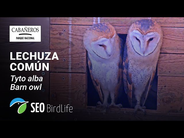 🦉Lechuza común - EXTERIOR  - 🔴DIRECTO P.N. de Cabañeros