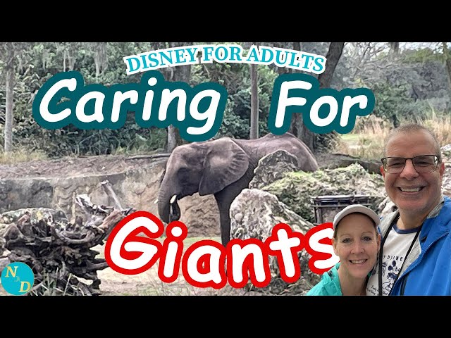 ELEPHANTS: Unique Things To Do at Walt Disney World? Try Caring for Giants