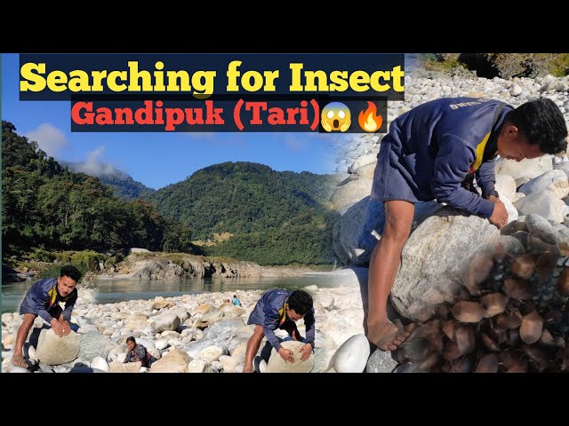 Tribal People Loves Eating Insects 🐞|| Gandipuk (Tari)