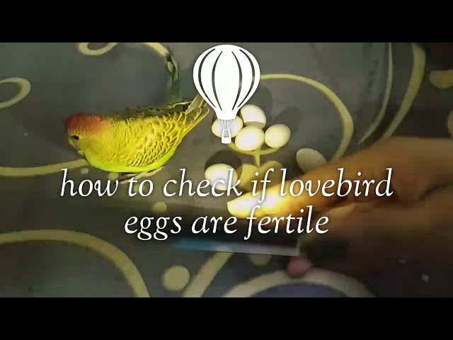 how to check if lovebird eggs are fertile or unfertile /hindi