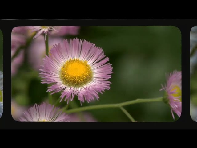 WQED Mini Docs: Our Water, Land & Air