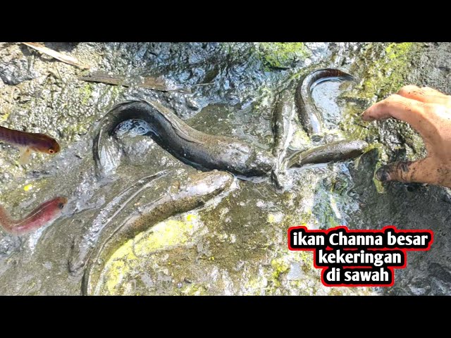 LANGSUNG TANGKAP.. IKAN CHANNA BESAR KEKERINGAN DISAWAH