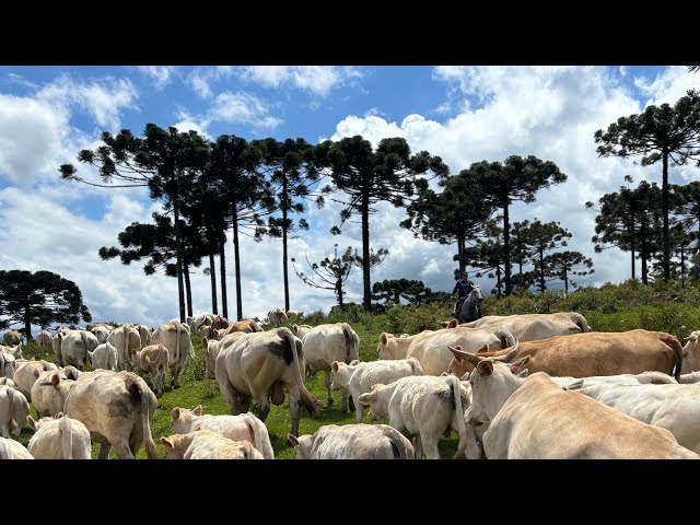 NA LIDA COM O GADO CHAROLÊS- MAURICIO DE CURITIBANOS