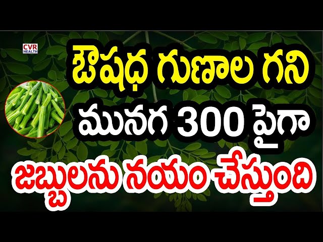 LIVE⭕ఔషధ గుణాల గని మునగ 300 పైగా జబ్బులను నయం చేస్తుంది | CVR Health News