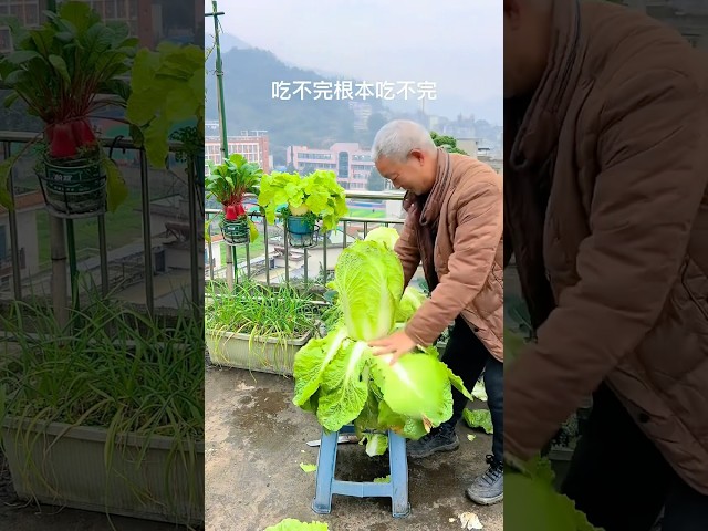 Can't finish eating it at all #rurallife #gardening #garden #vegetables #agriculture #lifestyle