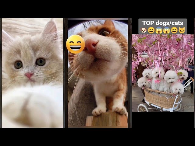 Cat videos 😹 Will Cheer you Up 🐱 #FunnyCats Episode 8999