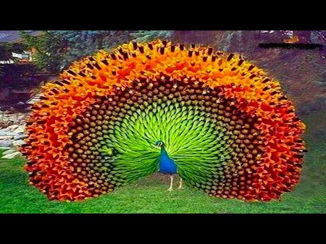 Peacock Flying And Peacock Sound | Safari Park, Gazipur Travel Guide | Fun_Entertainment