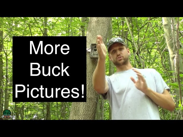 Trail Camera Tips for Deer Hunting